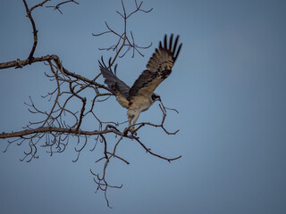 Birdwatching in The Gambia , Africa