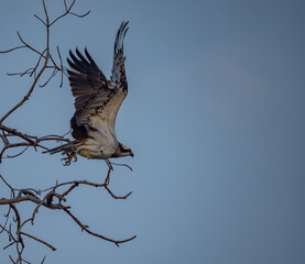Birdwatching in The Gambia , Africa