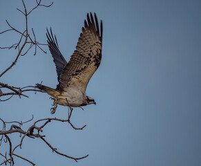 Birdwatching in The Gambia , Africa