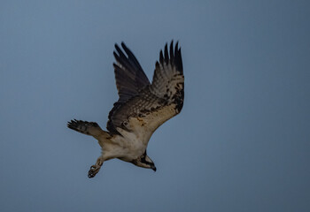 Birdwatching in The Gambia , Africa