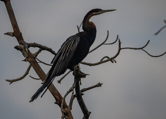Birdwatching in The Gambia , Africa