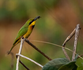 Birdwatching in The Gambia , Africa