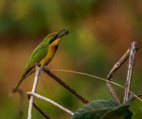 Birdwatching in The Gambia , Africa