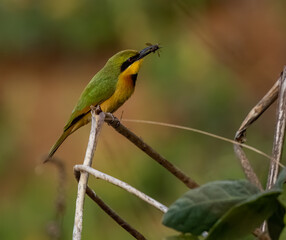 Birdwatching in The Gambia , Africa