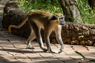 Birdwatching in The Gambia , Africa