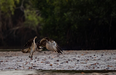 Birdwatching in The Gambia , Africa