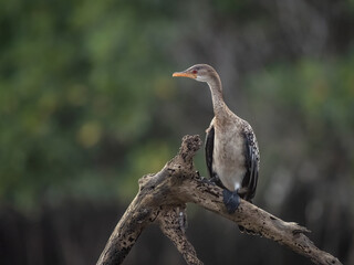 Birdwatching in The Gambia , Africa