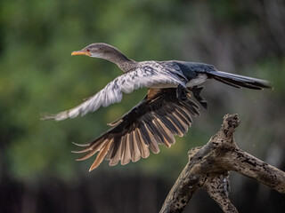 Birdwatching in The Gambia , Africa