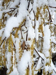 catkins of hazel tree under white snow - winter season