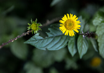 A Burst of Color Yellow in the rain forest