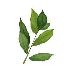 bay leaf plant cartoon vector illustration color sign