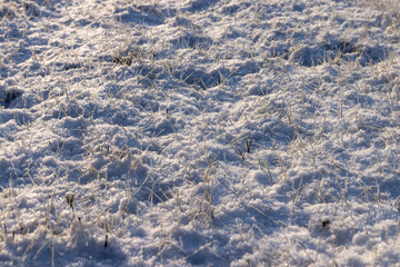 Green grass covered with snow and ice in winter