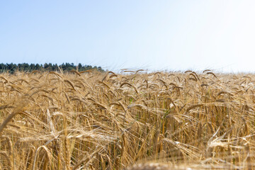 Plakat ripe wheat harvest in summer