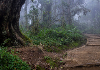 Take a Seat: A Peaceful Bench Along a Rainforest Path