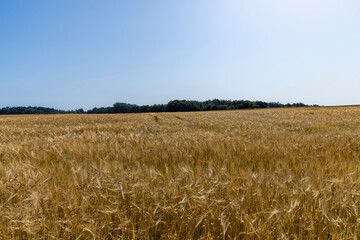 ripe wheat harvest in summer