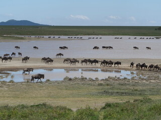 Wildebeest migration in the serengeti