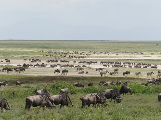 Wildebeest migration in the serengeti