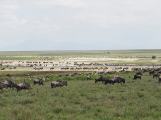 Wildebeest migration in the serengeti