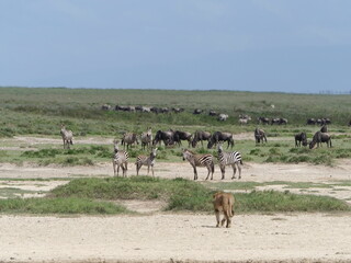 Wildebeest migration in the serengeti