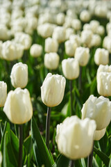 Beautiful white tulips flowerbed closeup. Flower background. Summer garden landscape design.