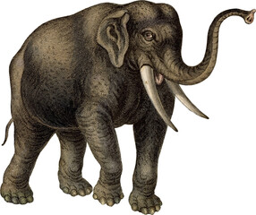 Obraz premium Full Color PNG Illustration of a Walking Elephant