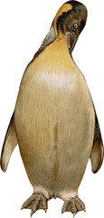 Vintage PNG Color Illustration of a Giant Penguin No.2