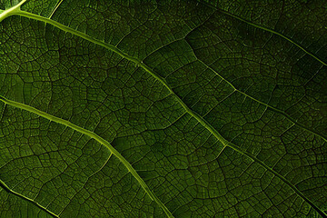 Naklejka na ściany i meble Macro photo green texture leaves background and design material.