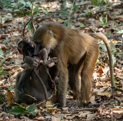 Birdwatching in The Gambia , Africa