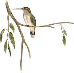 Vintage PNG Color Artwork - Hummingbird No.1 © Vector Hut