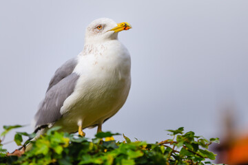 A seagull with its white feathers standing out against red roof tiles