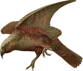 Vintage Color Illustration of a Kaka Parrot 