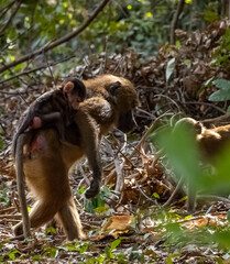 Birdwatching in The Gambia , Africa