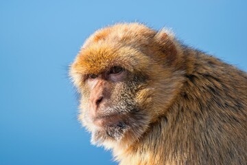 Obraz premium The Barbary macaque (Macaca sylvanus), also known as Barbary ape. Gibraltar Rock