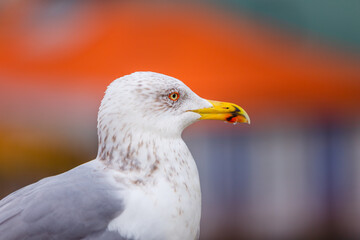A seagull with its white feathers standing out against red roof tiles