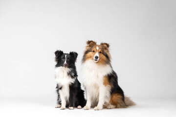 Two Shetland sheepdog breed on white background in studio. Sheltie dog. Pet training, cute dog, smart dog