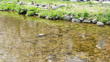 Cherry blossom leaves floating through the stream