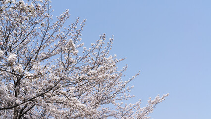 Cherry Blossoms Blooming in the Sky