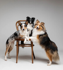 Group of dogs together on grey background. Shetland sheepdog breed with Border Collie dog in...