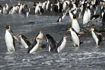 Obraz premium Royal Penguins (Eudyptes schlegeli)