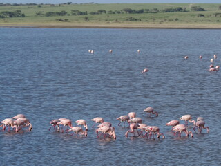 Obraz premium Flock of flamingos in the Serengeti
