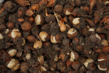 Group of tulip bulbs for sale at flowers market. Tulip bulbs background.