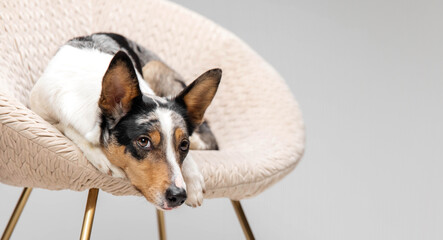 Obraz premium Border collie dog breed on chair on gray background in studio. Pet training, cute dog, smart dog