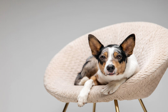 Border collie dog breed on chair on gray background in studio. Pet training, cute dog, smart dog