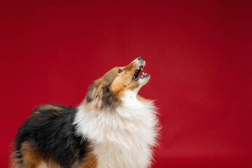 Shetland sheepdog barking on red background in studio. Sheltie dog. Pet training, smart dog