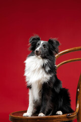 Shetland sheepdog breed on red background in studio. Sheltie dog. Pet training, cute dog, smart dog