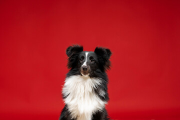 Shetland sheepdog breed on red background in studio. Sheltie dog. Pet training, cute dog, smart dog
