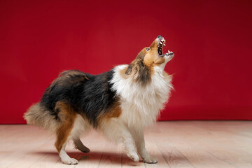 Shetland sheepdog barking on red background in studio. Sheltie dog. Pet training, smart dog
