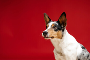 Border collie dog breed on red background. Pet training, cute dog, smart dog. Funny dog