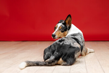 Border collie dog breed on red background. Pet training, cute dog, smart dog. Funny dog
