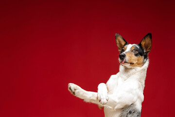 Border collie dog breed on red background. Pet training, cute dog, smart dog. Funny dog